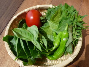 今日の収穫・トマト・シシトウ・バジル・大葉