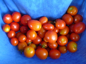 今日の収穫・トマト