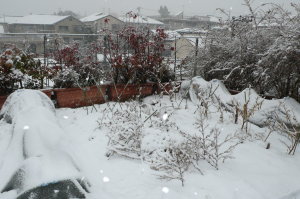 雪の屋上菜園