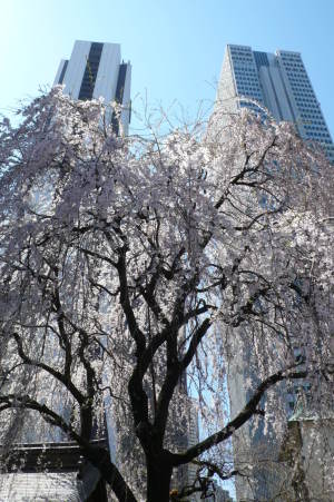 桜と超高層ビル