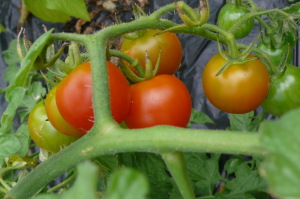今日の収穫・紫蘇・キュウリ・トマト