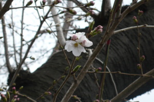 桜・その３