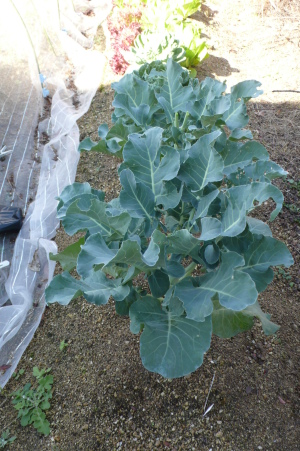 茎ブロッコリー