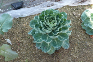 芽キャベツ