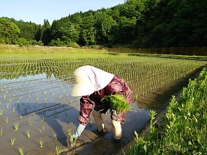 手植え2 手植え2