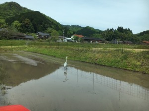 鷺 鷺