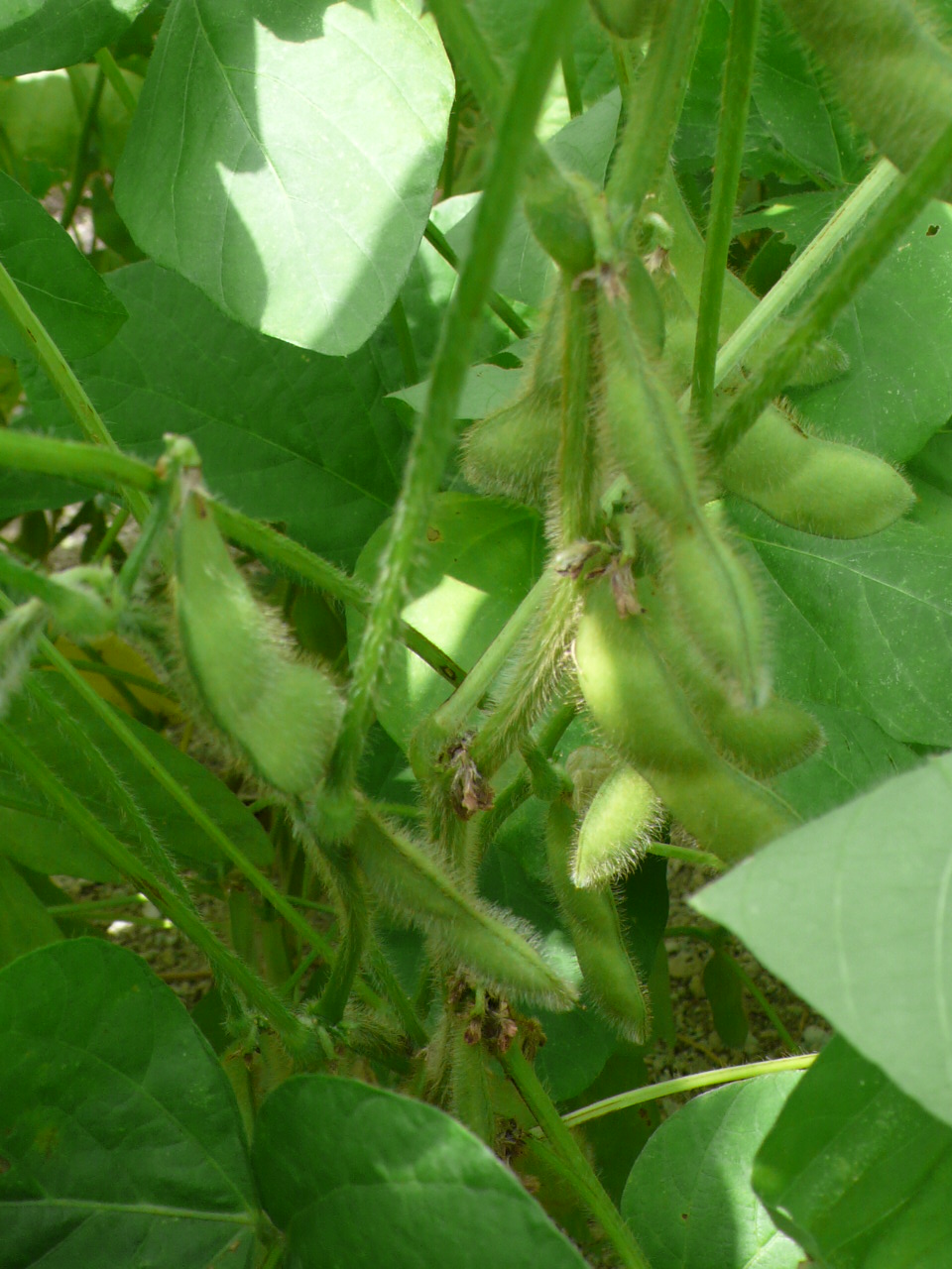 だだ茶豆の実
